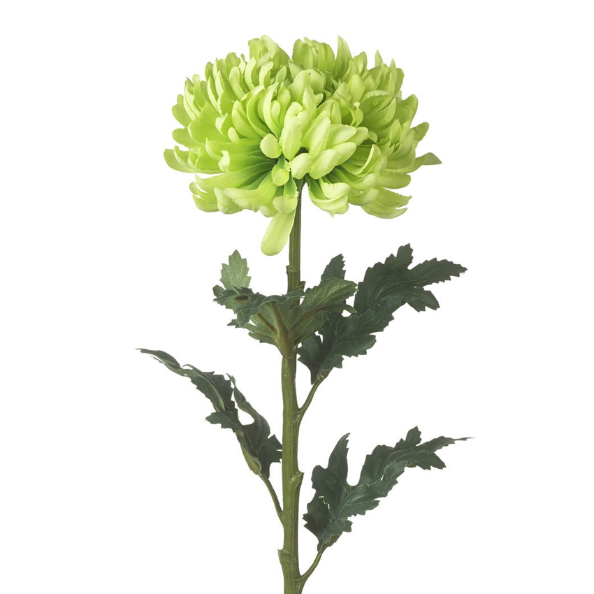 хризантема на стебле. хризантема одноголовая белая. хризантема жаде грин. хризантема wilhelmina. хризантема стебель.